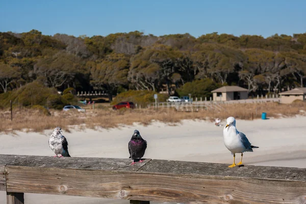 Seagull en duiven — Stockfoto