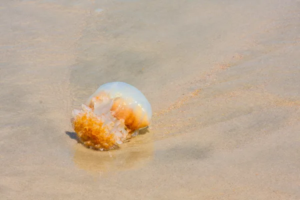 Meduse sulla spiaggia — Foto Stock