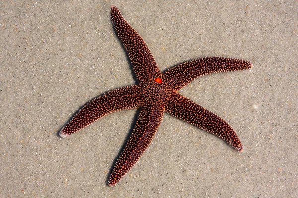 Fancy Red Starfish Stock Image