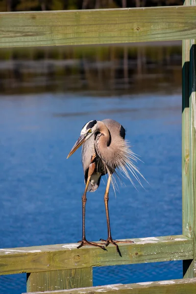 Great Blue Heron — Stock Photo, Image