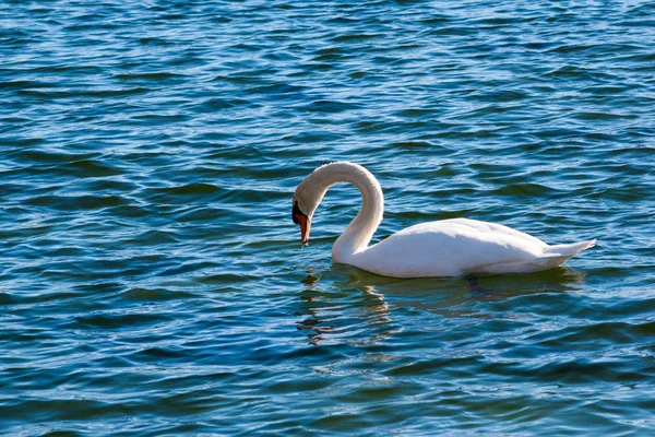 Cigno — Foto Stock