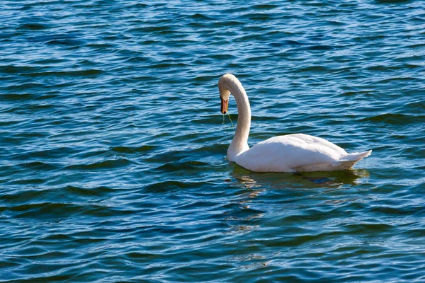 Cisne —  Fotos de Stock