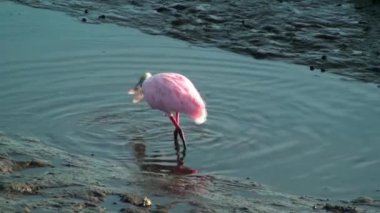 pembe kaşıkçı besleme