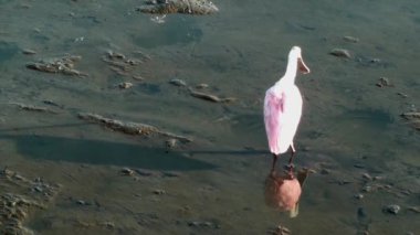 pembe kaşıkçı kanatlarını yetiştirme