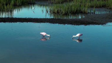spoonbills gıda yakalamak