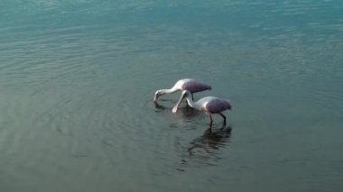 iki spoonbills yiyecek yakalamak