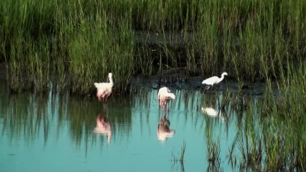 Spoonbills Egret and a Ibis — Stock Video