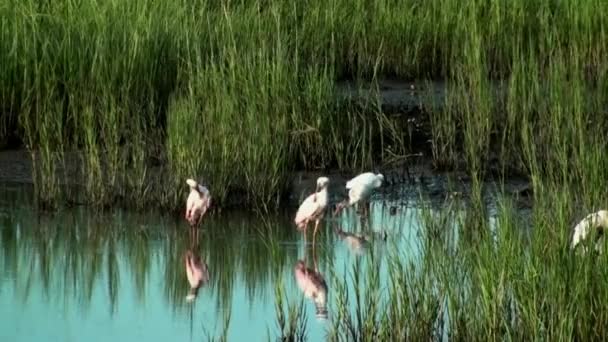 Spoonbills preening — Stock Video