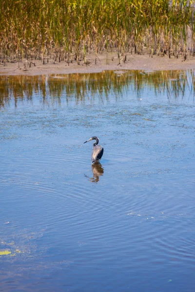 Trikolorní heron — Stock fotografie