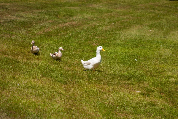 Tres patos. —  Fotos de Stock