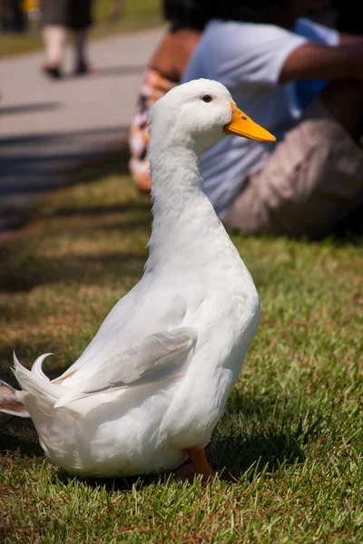 White Duck On The Grass — Stock Photo, Image