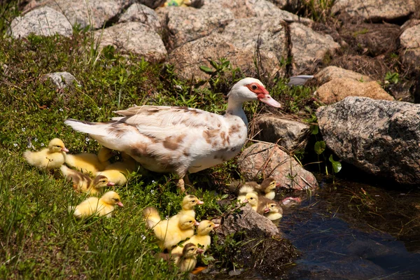 Madre pato con bebés —  Fotos de Stock