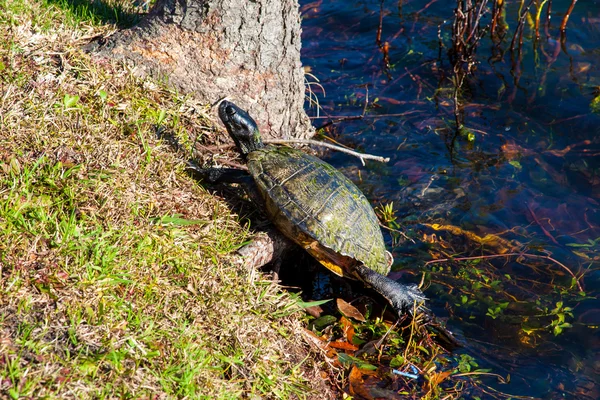 Turtle — Stock Photo, Image