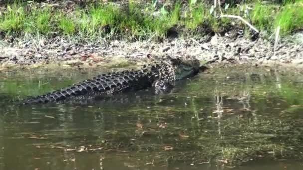 Alligator attraper un crabe sur la rive 