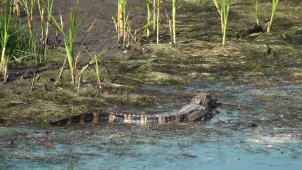 Alligator Taking A Bite Then Slowly Walking Away — Stock Video