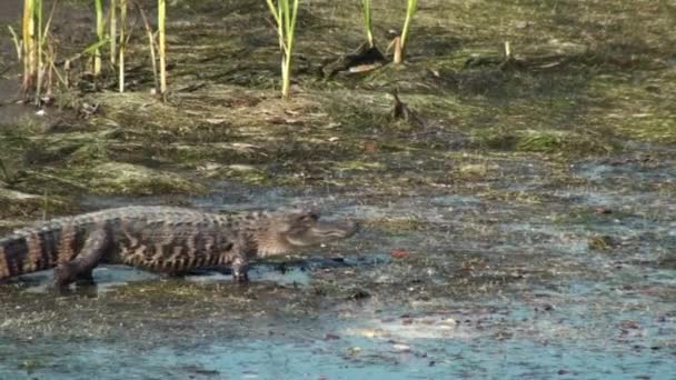 Аллигатор входит в воду — стоковое видео