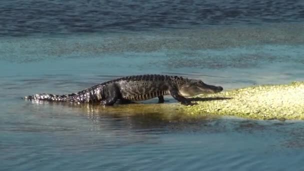 Alligator Walking Up On A Small Island — Stock Video