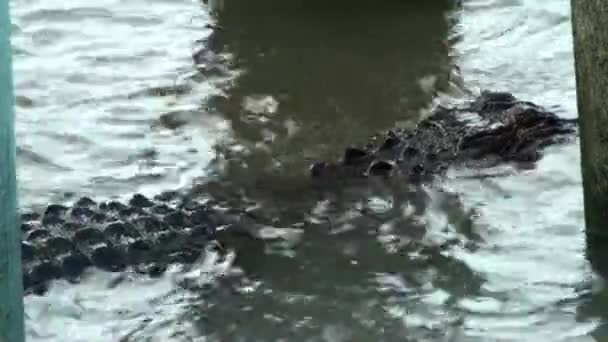 Alligatore con piccoli pesci che saltano sopra di esso — Video Stock