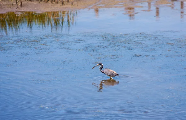 Trikolorní heron — Stock fotografie