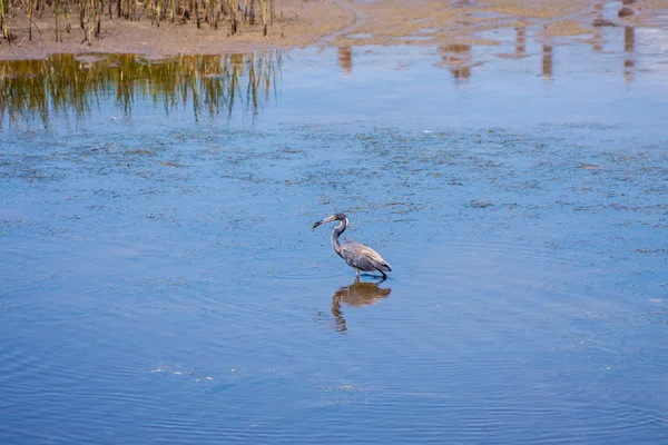 Trikolorní heron — Stock fotografie