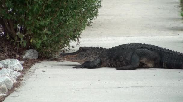 Alligator sur le trottoir 
