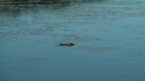 Alligator rising up from under the water Stock Footage