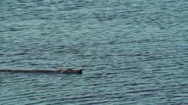Alligator zwemmen — Stockvideo