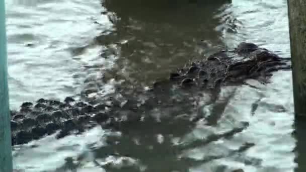 Alligator proberen om kleine vis te vangen — Stockvideo