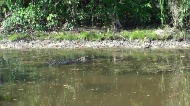 Alligator hoofd draaien — Stockvideo