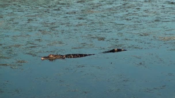 Alligator wandelen en zwemmen — Stockvideo