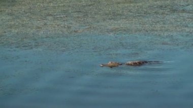 su dalgalanmalar ile timsah