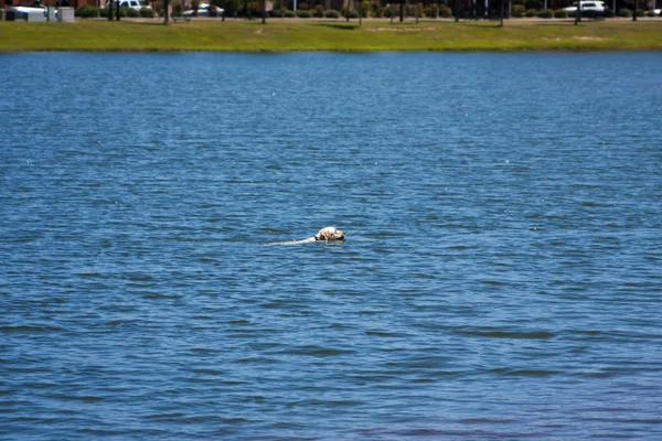 Собачье плавание — стоковое фото