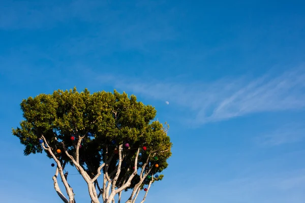 Barevné lucerny na stromě — Stock fotografie