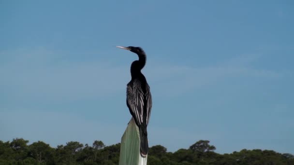 Anhinga sentado en un poste y mirando a su alrededor — Vídeo de stock