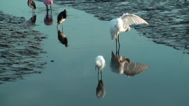 Vogels voeden en preening bij laag tij — Stockvideo