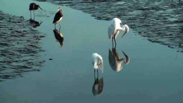 Uccelli che prediligono e si nutrono con bassa marea — Video Stock