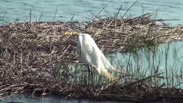 Preening de l'aigrette — Video