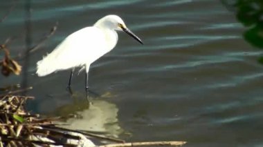 Kahvaltı alıcı küçük ak balıkçıl