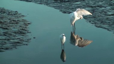 sığ suda iki sorguçlar