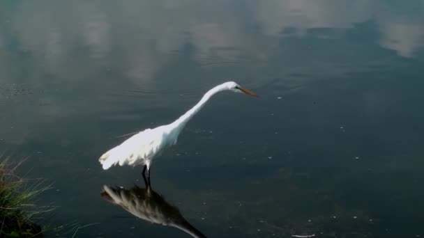 Snöig vit egret — Stockvideo