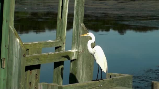 Egret branco em uma doca — Vídeo de Stock