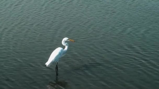 สีขาว egret — วีดีโอสต็อก
