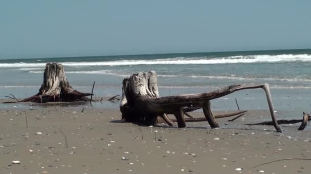 Grandes tocos de árvore na praia com ondas de lapso de tempo — Vídeo de Stock