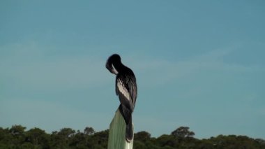 Yılanboyungiller preening