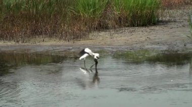 ak balıkçıl ve ahşap leylek besleme
