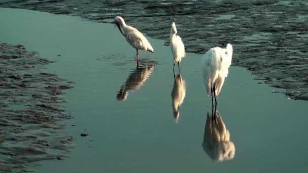 Prédation des oiseaux — Video