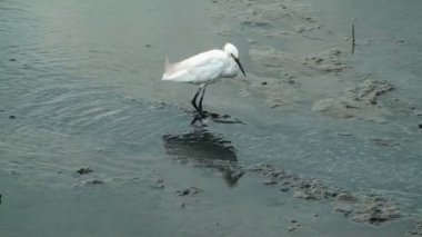 ak balıkçıl küçük balık