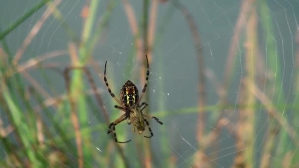 Black and yellow garden spider wrapping his food — Stock Video