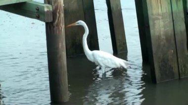 dock altında ak balıkçıl