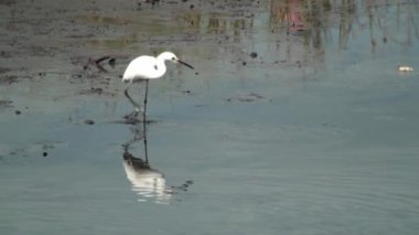 yiyecek aramaya ak balıkçıl